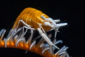   Yellow Crinoid Shrimp  